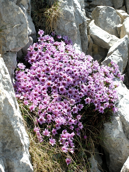 Saxifraga oppositifolia subsp. oppositifolia/ Sassifraga a foglie opposte